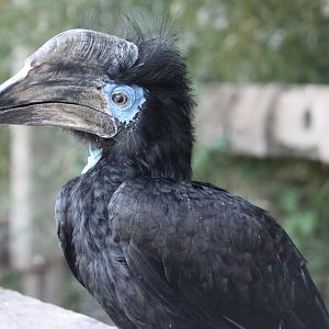 Black-casqued hornbill - male