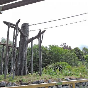 Orangutan and siamang exhibit [2016]