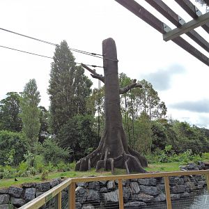 Orangutan and siamang exhibit [2016]