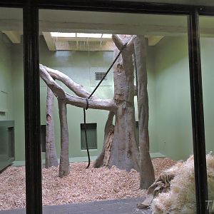 Orangutan and siamang indoor exhibit [2016]