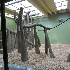 Orangutan and siamang indoor exhibit [2016]