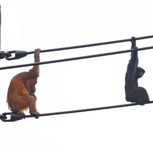 Orangutan and siamang [2016]