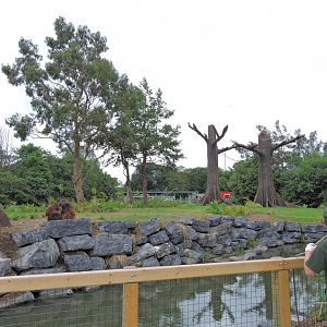 Orangutan and siamang exhibit [2016]