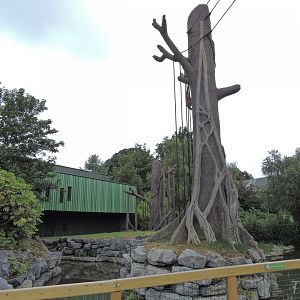 Orangutan and siamang exhibit [2016]