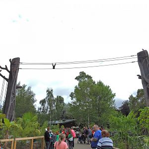Orangutan and siamang exhibit [2016]