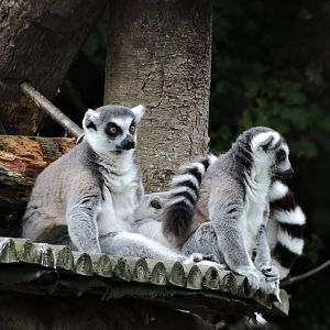 Ring-tailed lemur [2016]