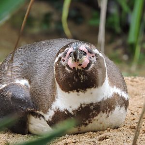 Humboldt penguin [2016]