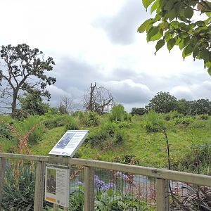 Western lowland gorilla exhibit [2016]