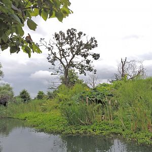 Western lowland gorilla exhibit [2016]