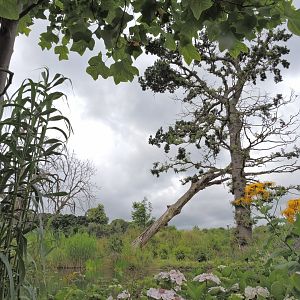 Western lowland gorilla exhibit [2016]