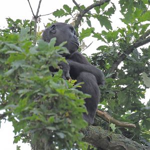Western lowland gorilla [2016]