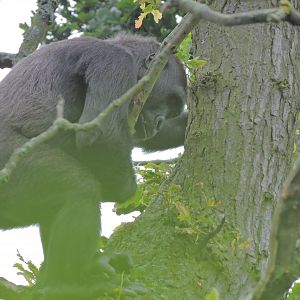 Western lowland gorilla [2016]