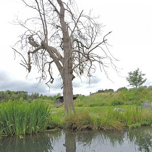 Western lowland gorilla exhibit [2016]