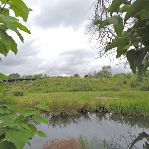 Western lowland gorilla exhibit [2016]