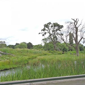 Western lowland gorilla exhibit [2016]