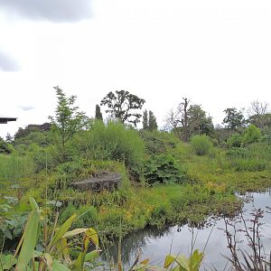 Western lowland gorilla exhibit [2016]