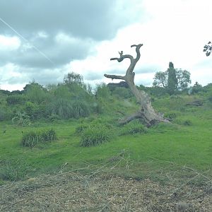 Western lowland gorilla exhibit [2016]