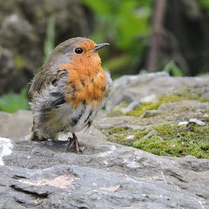 European robin [2016]