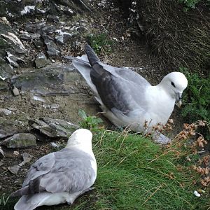 Northern fulmar - Cliffs of Moher [2016]