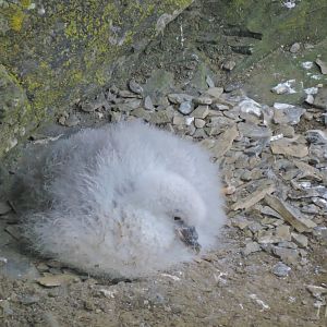 Northern fulmar - Cliffs of Moher [2016]