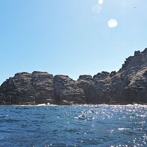 Gannet colony - Little Skellig [2016]