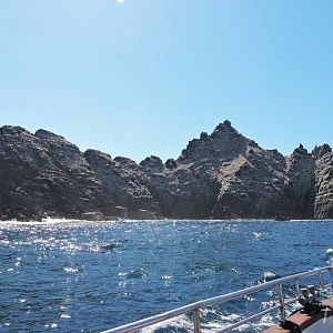 Gannet colony - Little Skellig [2016]