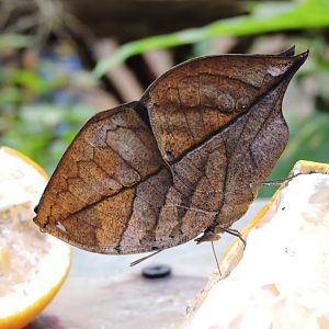 Orange oakleaf [2016]