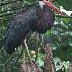 Storm's Stork (Ciconia stormi), August 2015