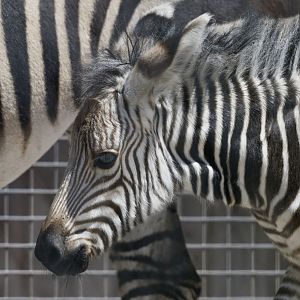 Hartmann's mountain zebra foal