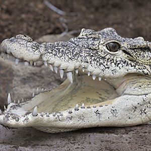 Cuban crocodile