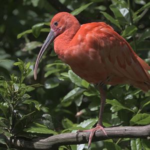 Scarlet ibis