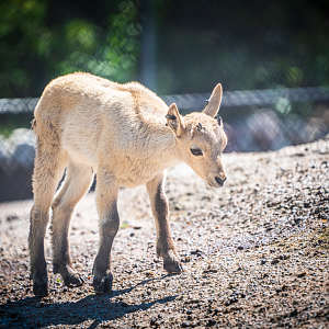 West Caucasian Tur Calf