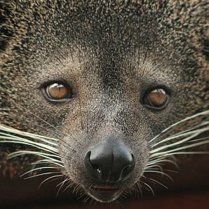 Binturong