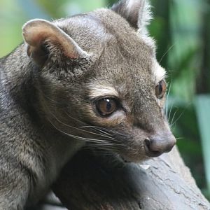 Fossa