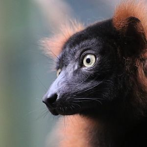 Red Ruffed Lemur