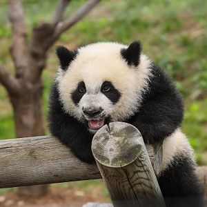 Qinling Panda Breeding Research Center - Qinling panda