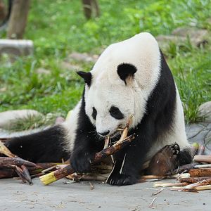 Qinling Panda Breeding Research Center - Qinling panda