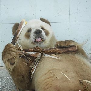 Qinling Panda Breeding Research Center - Qi Zai