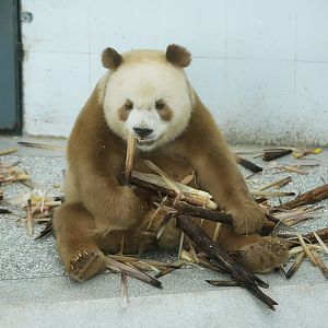 Qinling Panda Breeding Research Center - Qi Zai