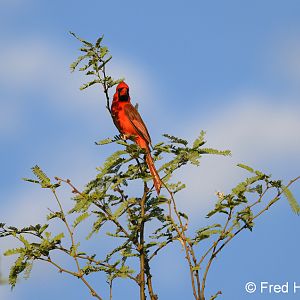 northern cardinal
