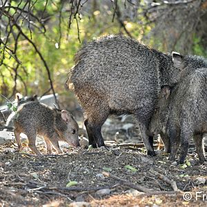 javelina family