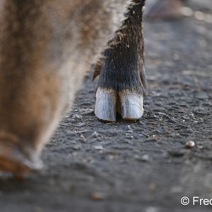 javelina hoof