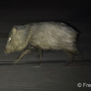 javelina at night