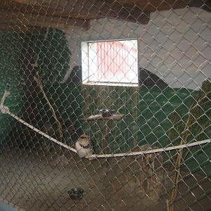 Munkholm Zoo - Stable building - Kookaburra exhibit