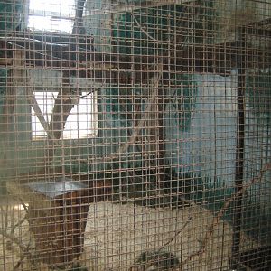 Munkholm Zoo - Stable building - Capuchin monkey exhibit