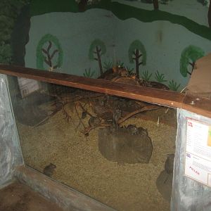 Munkholm Zoo - Stable building - Degu exhibit