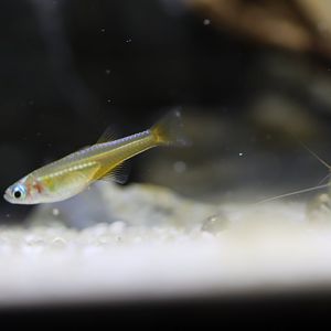Fish ID