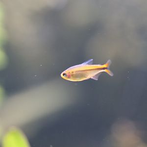 Tetra ID