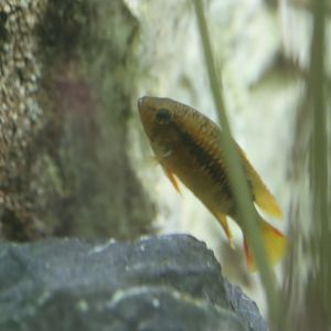 Cichlid ID