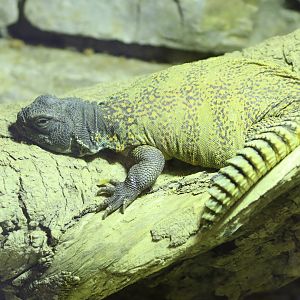 Uromastyx ID
